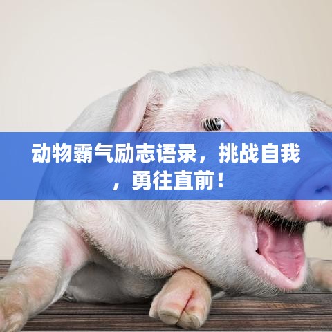 动物霸气励志语录，挑战自我，勇往直前！