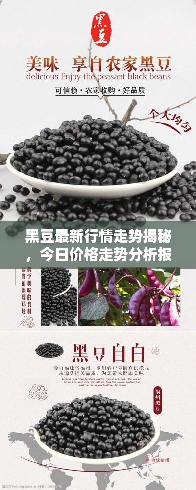 黑豆最新行情走势揭秘，今日价格走势分析报告