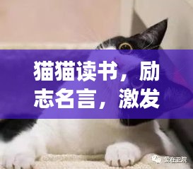 猫猫读书，励志名言，激发无限潜能！