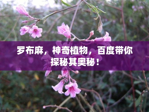 罗布麻，神奇植物，百度带你探秘其奥秘！
