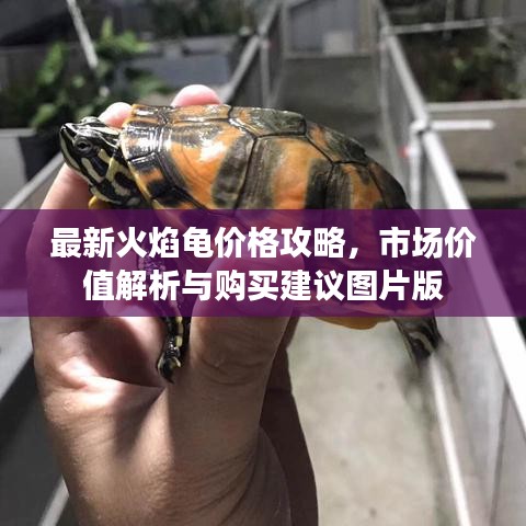 最新火焰龟价格攻略，市场价值解析与购买建议图片版