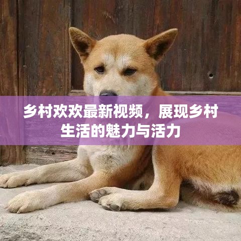 乡村欢欢最新视频，展现乡村生活的魅力与活力