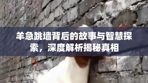 羊急跳墙背后的故事与智慧探索，深度解析揭秘真相