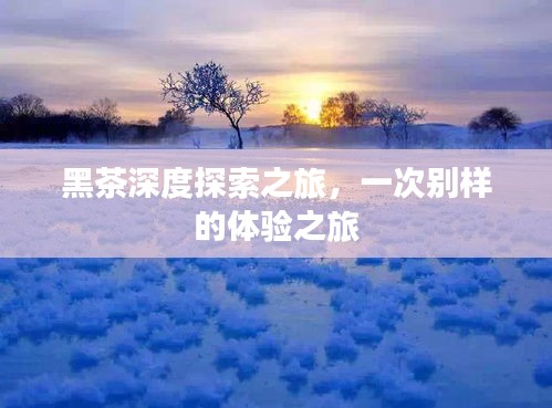 黑茶深度探索之旅，一次别样的体验之旅