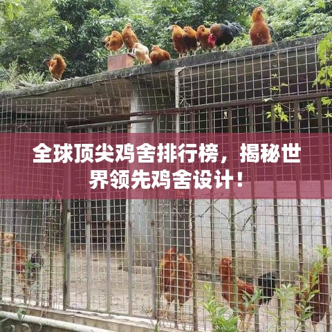全球顶尖鸡舍排行榜，揭秘世界领先鸡舍设计！