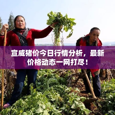 宣威猪价今日行情分析，最新价格动态一网打尽！