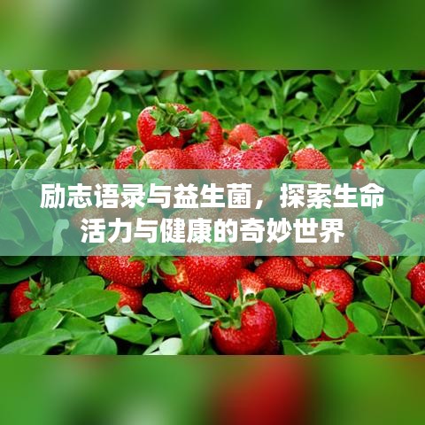 励志语录与益生菌，探索生命活力与健康的奇妙世界