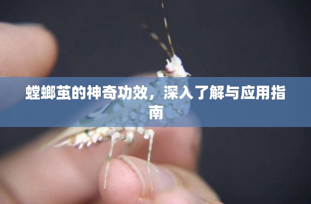 螳螂茧的神奇功效，深入了解与应用指南